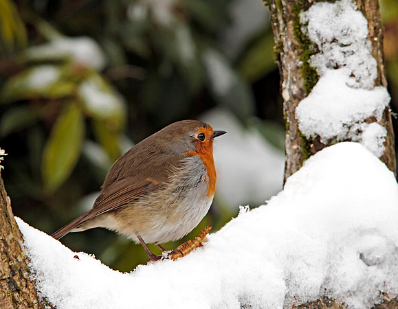 Robin (Erithacus rubecula) (snow) (2)