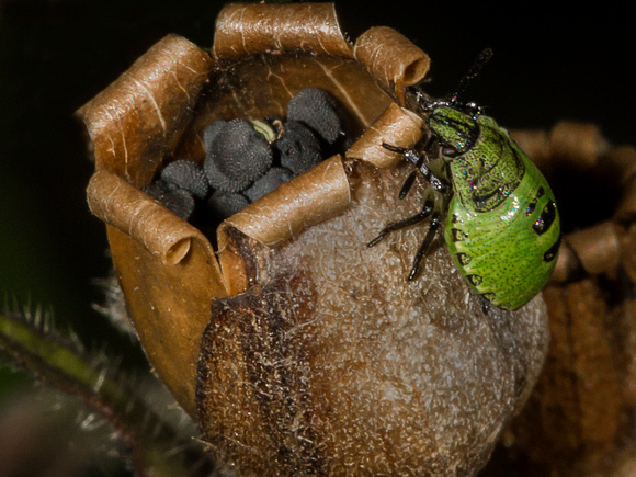 Common Green Shield Bug