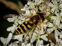 Hover-fly (Syrphus vitripennis) (2)