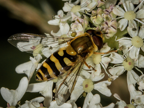 Hover-fly (Syrphus vitripennis) (2)