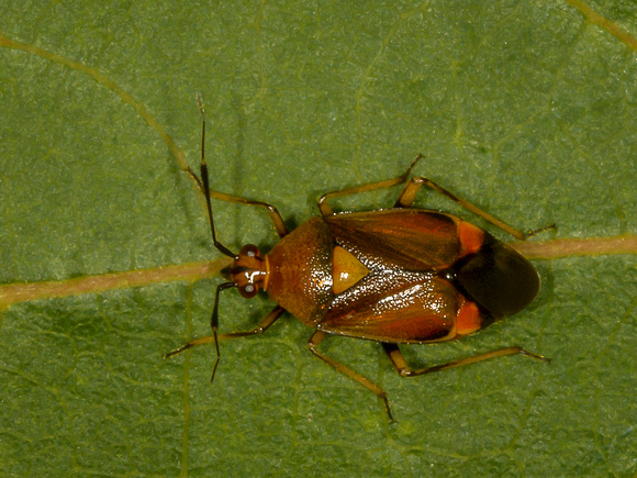 Mirid Bug (Deraeocoris ruber)