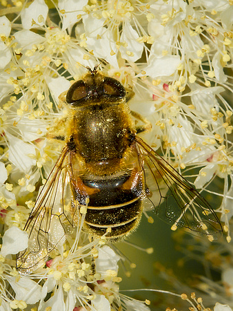 Hover-fly (Eristalis rupium)