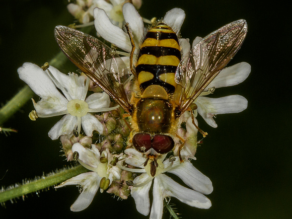 Hover-fly (Eupeodes latifasciatus)