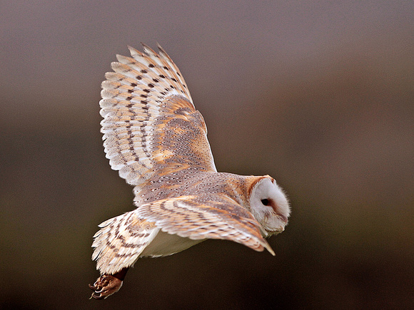 Barn Owl (Tyto alba0 (3)