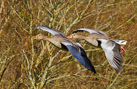 Greylag Geese (Anser anser) (11)