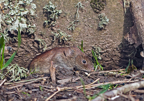Field Mouse (Mus musculus)