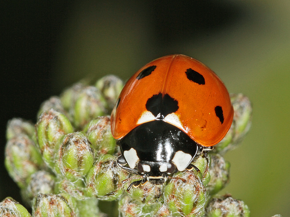 7 Spot Ladybird (Coccinella 7-punctata)