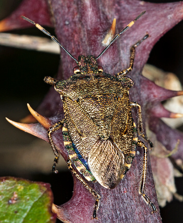 Bronze Shieldbug (Troilus luridus)