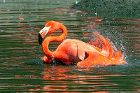 Caribbean Flamingo (WOW!!  that curry was hot)