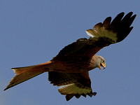 Red Kite (Milvus milvus) (5)