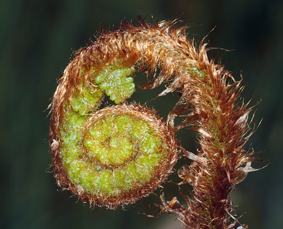 Bracken (Pteridium aquilinum)