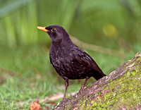 Blackbird (Turdus merula) (2)