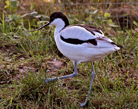 Avocet (Recurvirostra avosetta) (2)