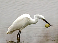 Little Egret and crab