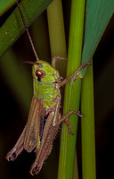 Common Green Grasshopper (Omocestus rufipes)