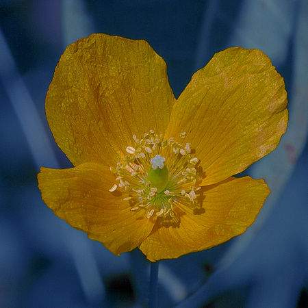 Welsh poppy (Meconopsis cambrica) (2)