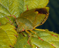 Green Shieldbug (Piezodorus lituratus)