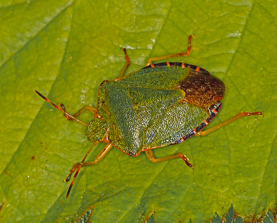 Green Shieldbug (Piezodorus lituratus) (2)