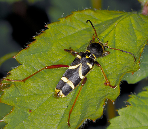 Wasp Beetle (Clytus arietis)