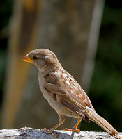 House Sparrow (Passer domesticus) (6)