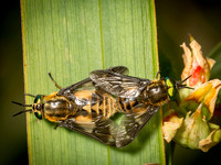 Horse-Fly (Chrysops relictus)