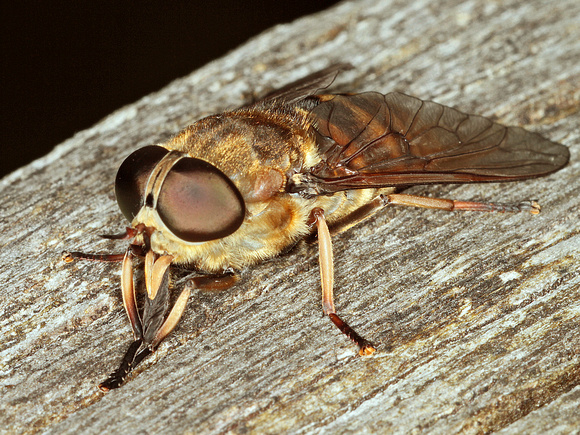 Horse-fly (Tabanus sudeticus)