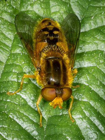 Hoverfly (Cheilosia albipila)