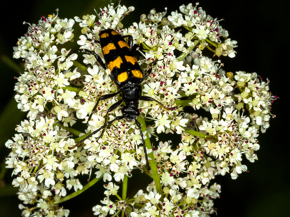 Longhorn Beetle (Strangalia quadrifasciata)