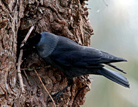 Jackdaw (Corvus monedula) (5)