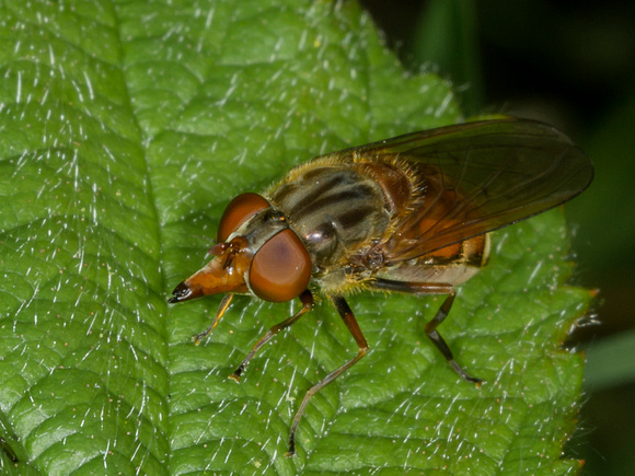 Hoverfly (Rhingla campestris)