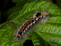 Caterpillar of the Yellow-tailed moth  (Euproctis similis (Lymantriidae)