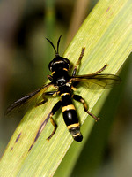 Conopid Fly (Conops quadrifasciatus)