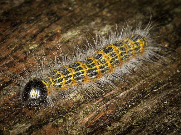 Caterpillar of the Buff-tip Moth (Phalera buccephala)