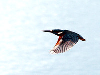 Kingfisher (Alcedo atthis) (8)