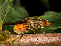 Hoverfly (Rhingla campestris) (3)