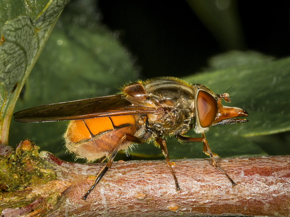 Hoverfly (Rhingla campestris) (3)