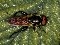Hoverfly (Tropidia scita)