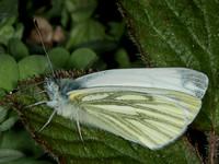 Green-veined White (Pieris napi) (Pieridae)