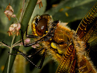 Four-spotted Chaser (Libellula quadrimaculata) (2)