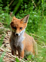 Fox (5)