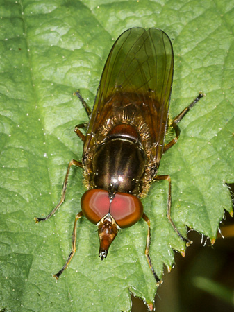 Hoverfly (Rhingla campestris) (2)