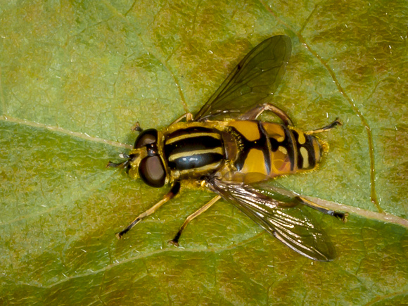 Hoverfly (Helophilus pendulus) (2)