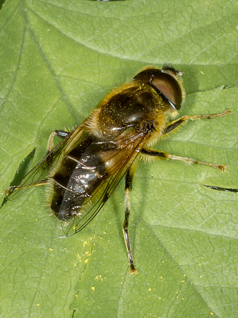 Hoverfly (Eristalis rupium)
