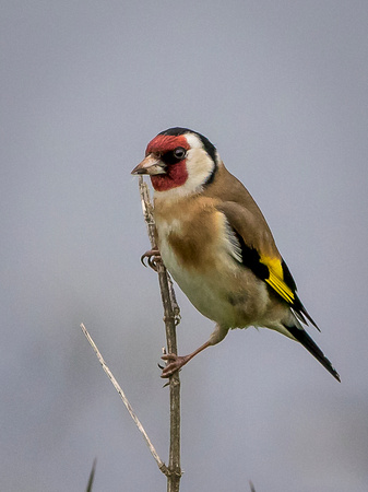 Goldfinch (Carduelios carduelis(