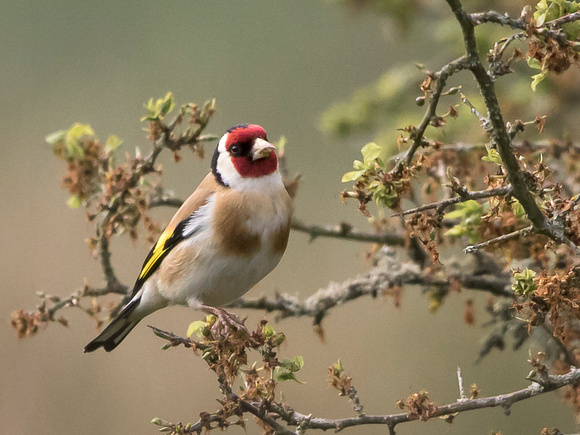 Goldfinch (Carduelios carduelis) (13)