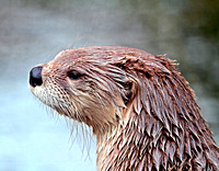 American Otter