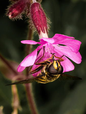 Hoverfly (Episyphus balteatus)