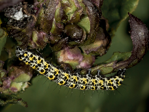 Mullein Moth Caterpillar (Shargacucullia verbasc)