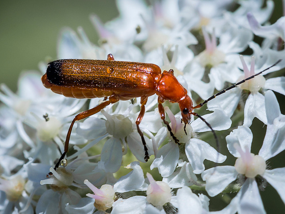 Black-tipped Soldier Beetle (Rhagonycha fulva)