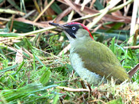 Green Woodpecker (Picus viridis) (3)